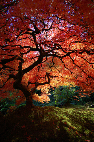 japanese maple leaf tree. Maple Trees